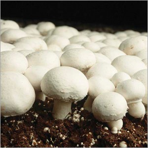 Fresh Mushroom For Export